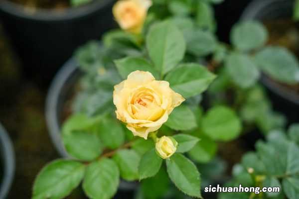 月季花墙怎么固定