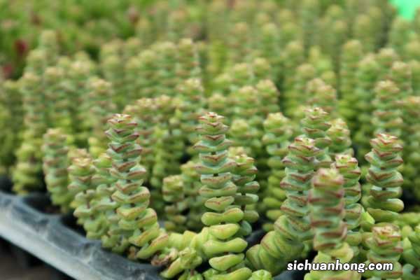 钱串子花的养殖方法和注意事项