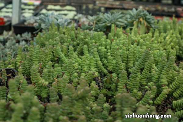 钱串子花的养殖方法和注意事项