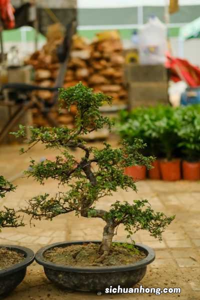 什么盆景开花最漂亮