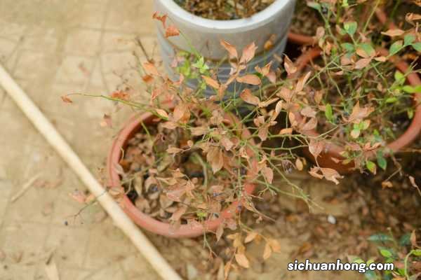 什么盆景开花最漂亮