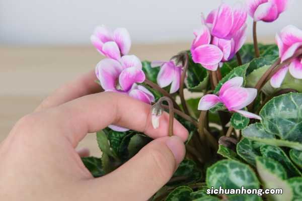 仙客来在什么季节开花