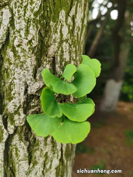 银杏树的花什么时候开