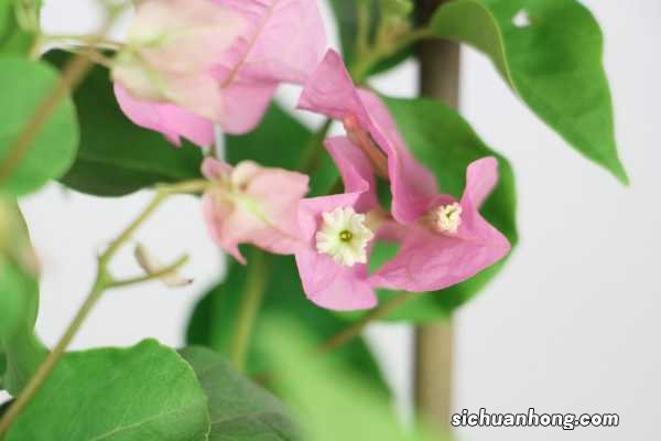 三角梅用什么土栽种