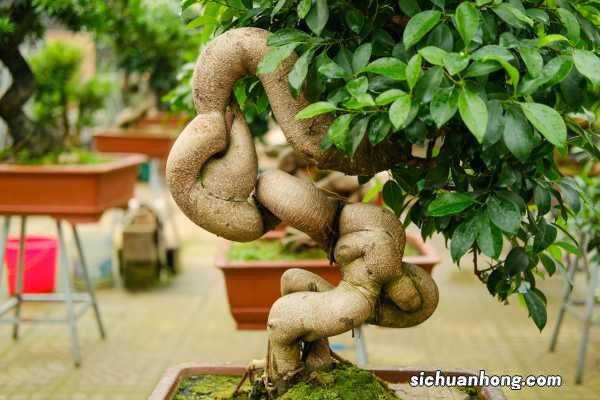 人参榕的功效和作用