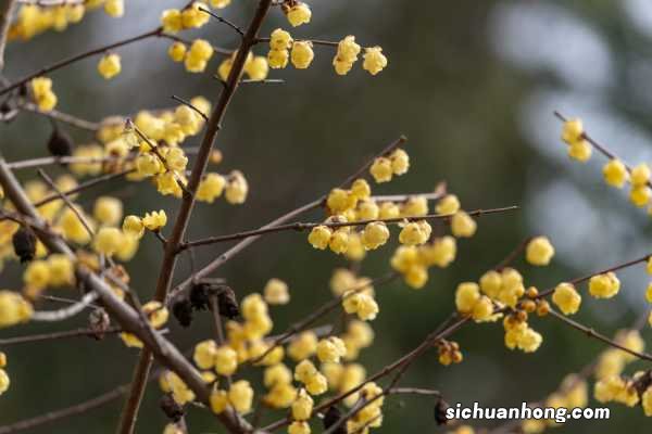 进腊月门养这“4种”花，天越冷开越旺，过年香满屋！
