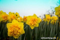 洋水仙的花语和文化寓意