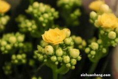 长寿花什么时候摘心