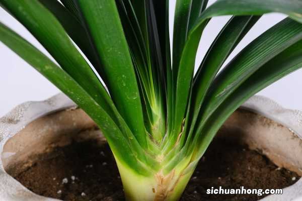 养君子兰用什么盆