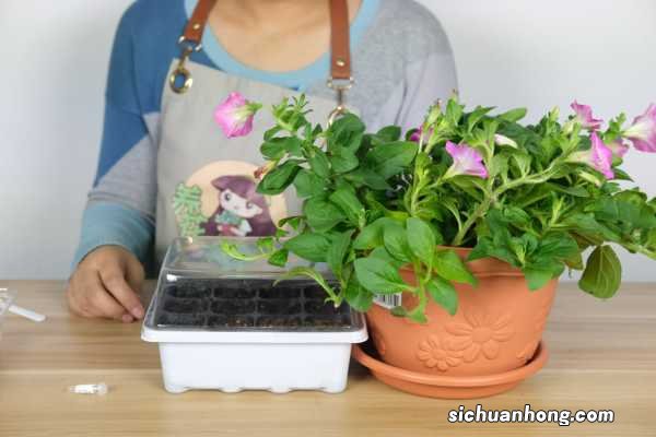 矮牵牛什么时候播种