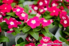 长春花喜欢什么土壤