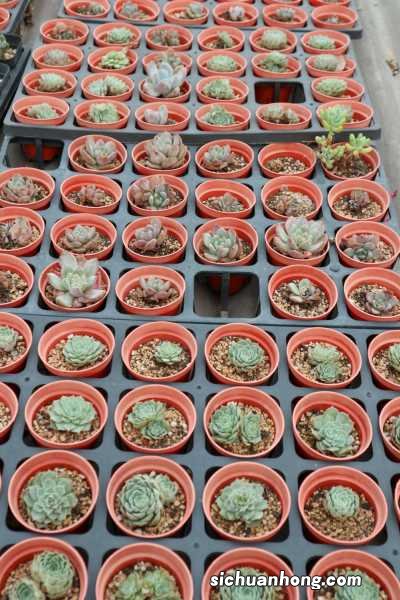 肉肉植物怎么叶插