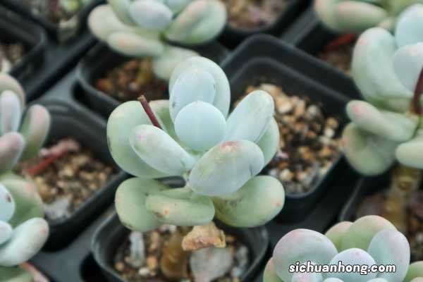 肉肉植物怎么叶插