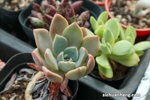 肉肉植物怎么叶插