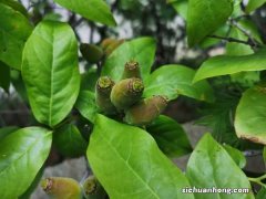 腊梅的养殖方法和注意事项