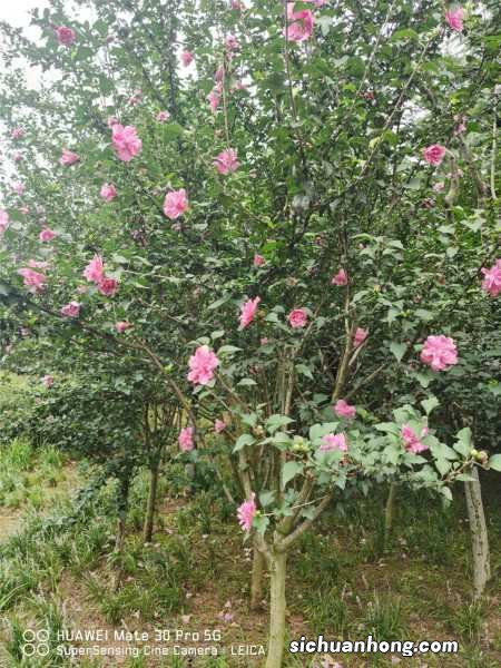 木槿扦插最佳时间