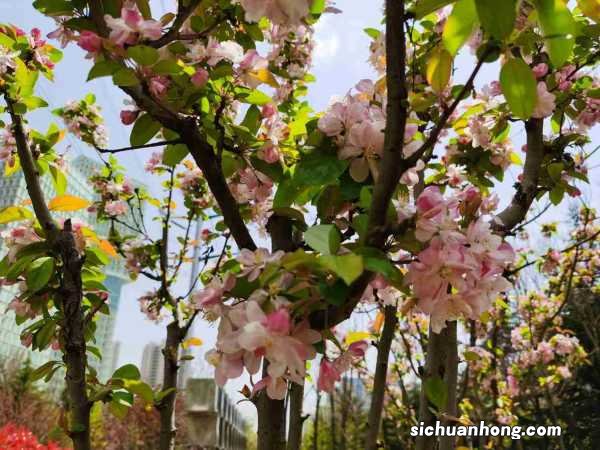 海棠能嫁接什么果树