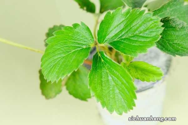 草莓上面的籽可以种吗