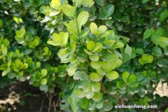 黄杨树移栽注意事项