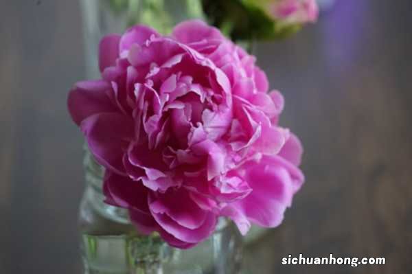 芍药的养殖方法和注意事项