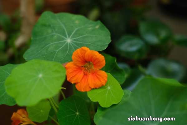 旱金莲有毒吗，可以家养吗