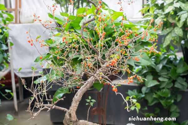 枸杞枝能不能插活