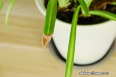吊兰剪了叶子还能活吗