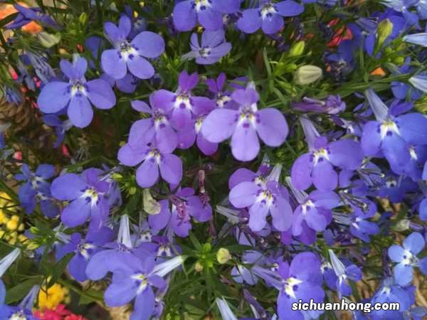 六倍利种子怎么种