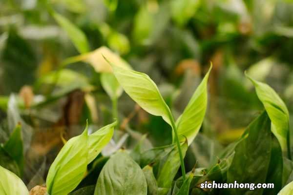 白鹤芋的养殖方法和注意事项有哪些