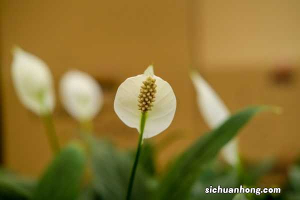 白鹤芋的养殖方法和注意事项有哪些