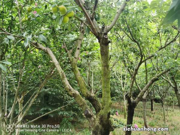 附花期管理要点 桃树花期可以浇水吗