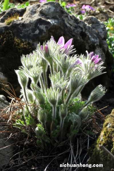 白头翁的花语和传说