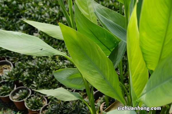 美人蕉怎样栽种