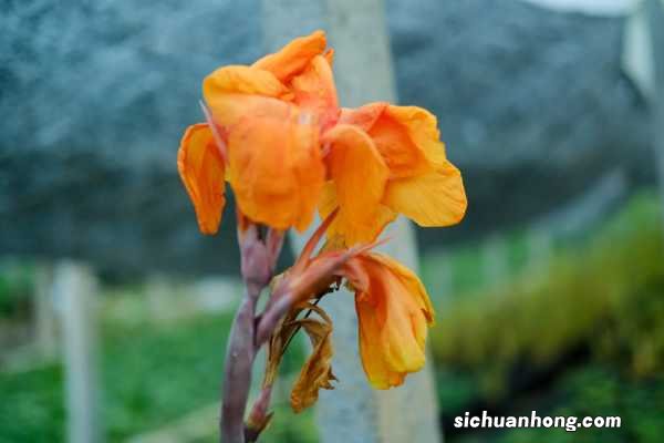 美人蕉怎样栽种