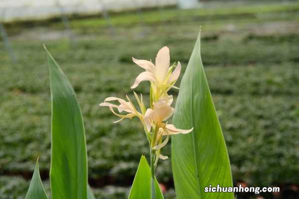 美人蕉怎样栽种