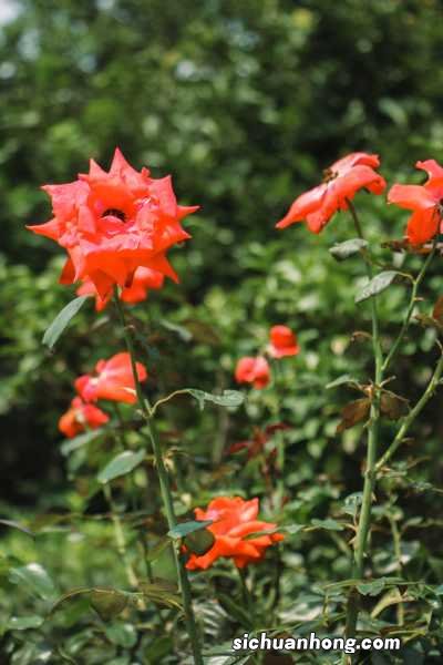 老桩月季移栽注意事项