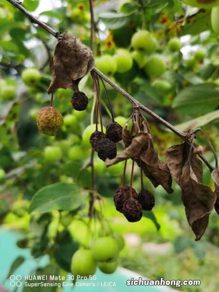 铁海棠的养殖方法和注意事项