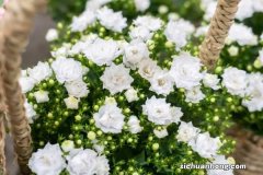 丹麦风铃怎么留种