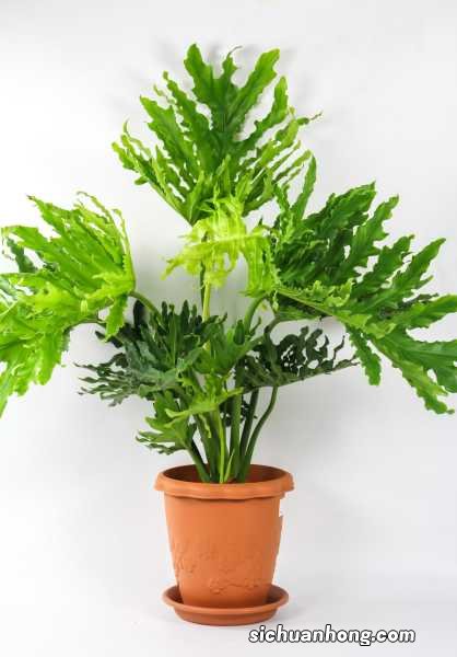 春羽花的养殖方法和注意事项