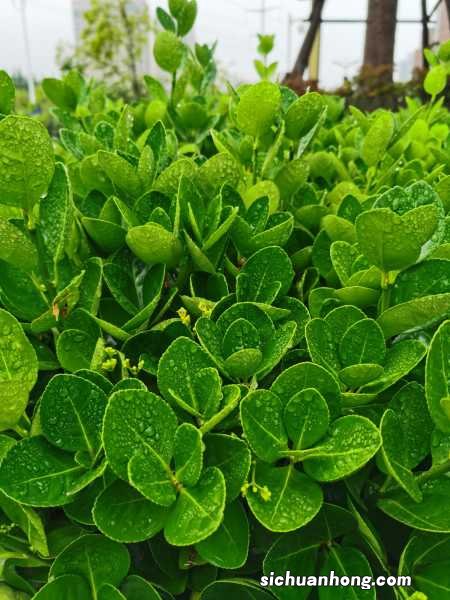 黄杨叶子干枯能活吗