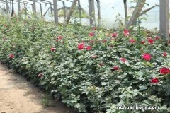 日本姬月季怎么养