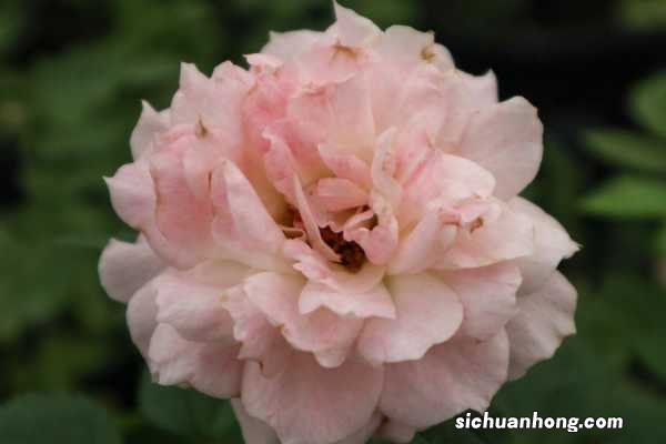 日本姬月季怎么养