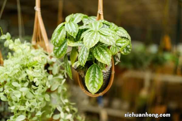 冷水花有毒吗,可以养在哪儿