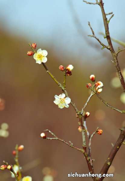 梅花用什么嫁接