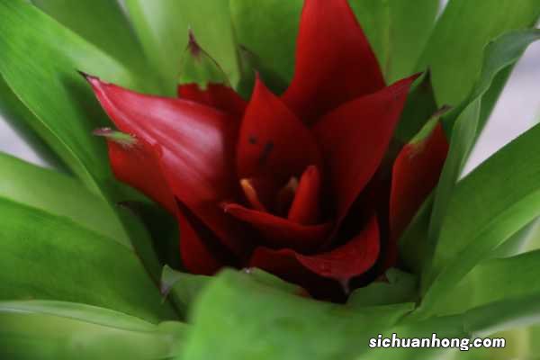 这“4种”年宵花一定要养，摆家里开花耐看，过年气氛更浓厚！