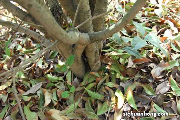 桂花树插枝能活吗