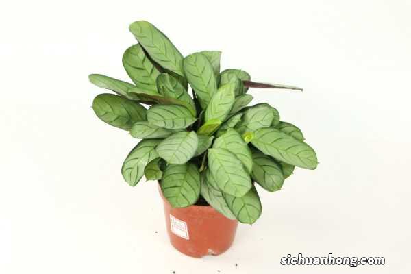 观音莲竹芋的养殖方法和注意事项