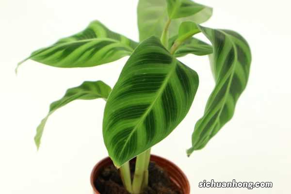 观音莲竹芋的养殖方法和注意事项