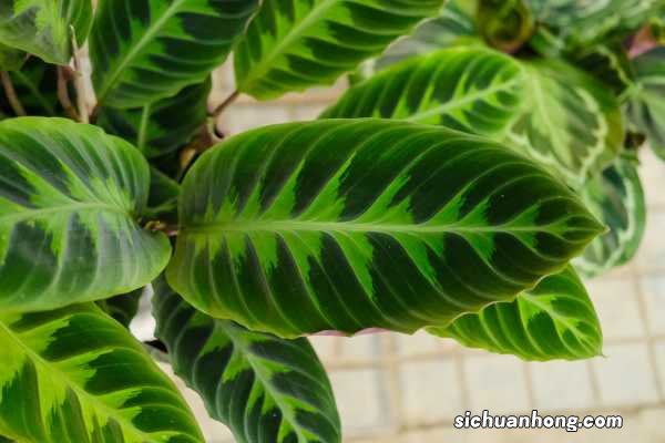 观音莲竹芋的养殖方法和注意事项