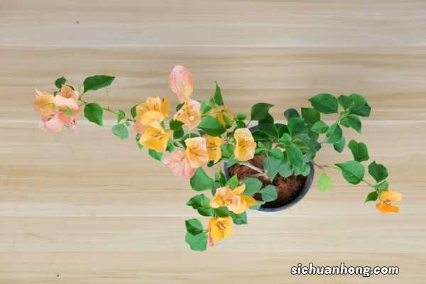 花叶三角梅的养殖方法和注意事项